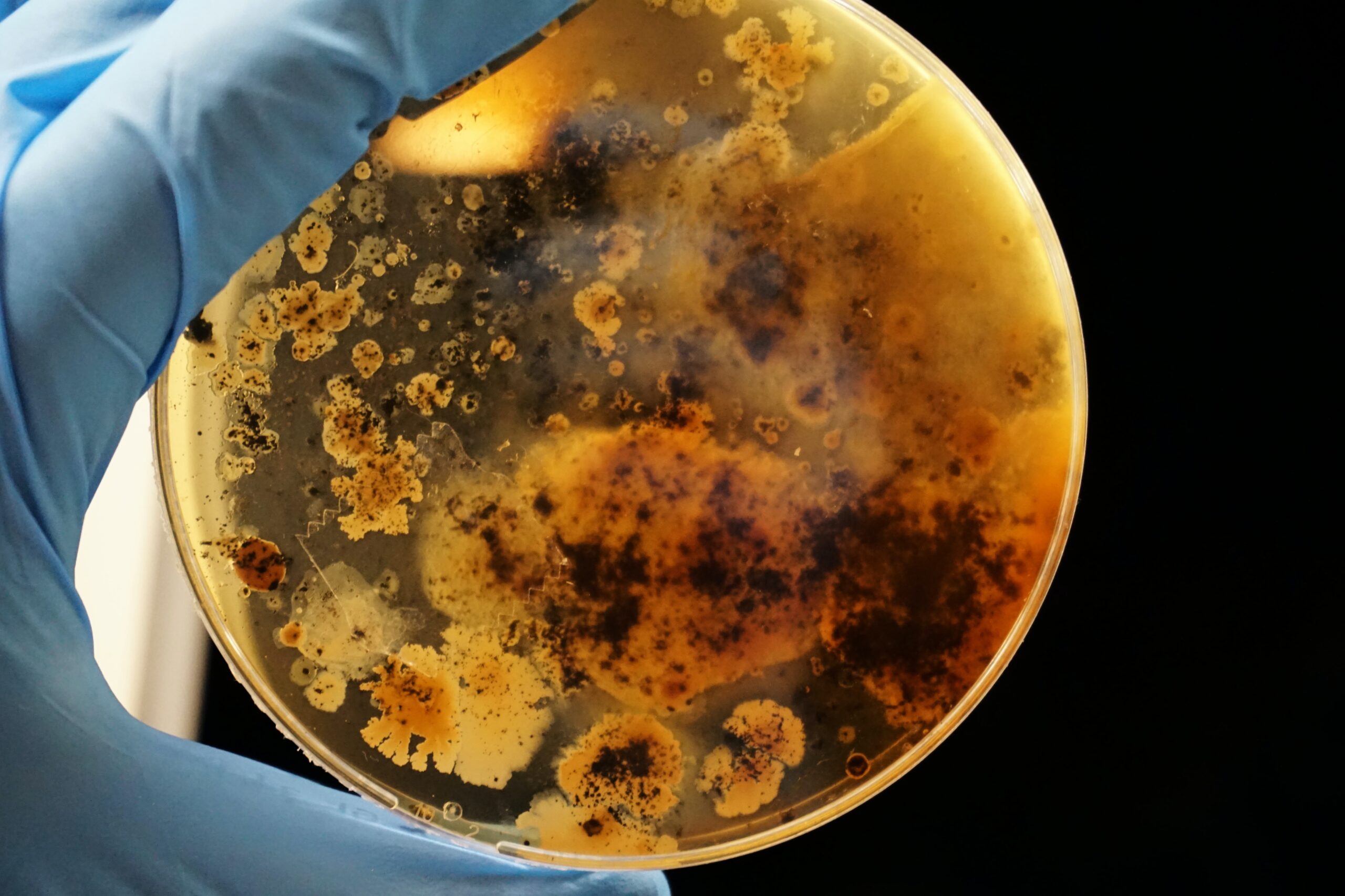 Agar plate with microorganisms