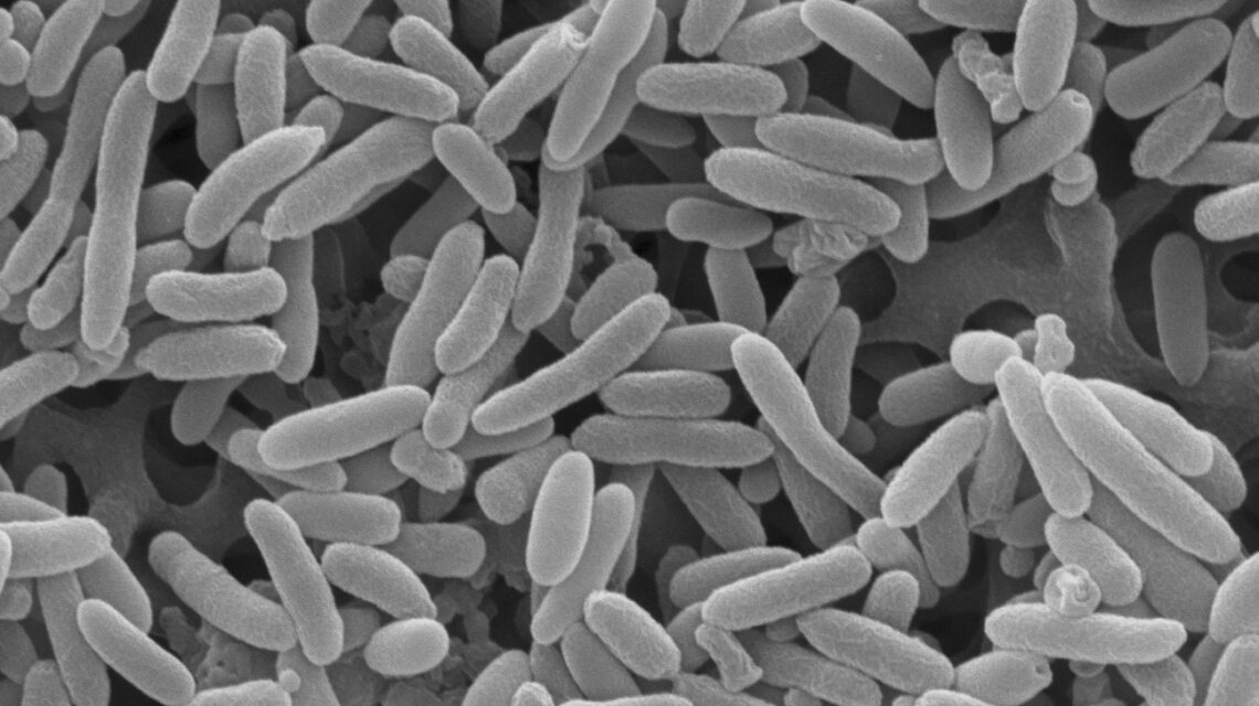 Escherichia coli