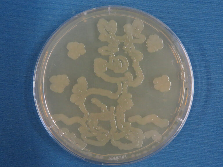 Pichia agar culture